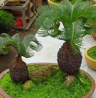 搬家(jiā)风水植物